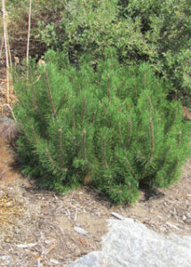 Dwarf Mugo Pine Trees Shrubs Anything Grows