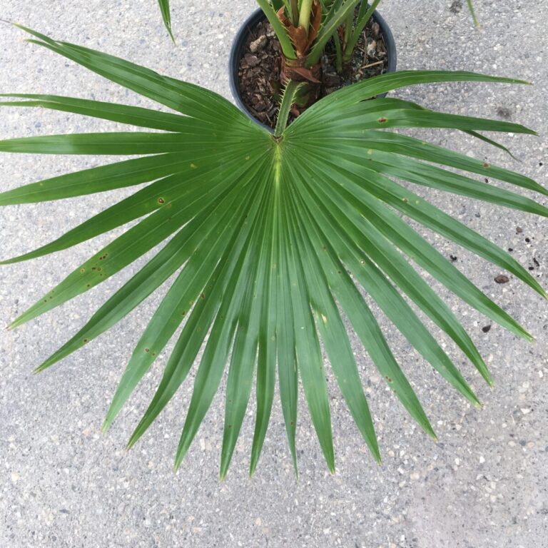 Chinese Fan Palm Tree Livistona Chinensis Tropicals Houseplants