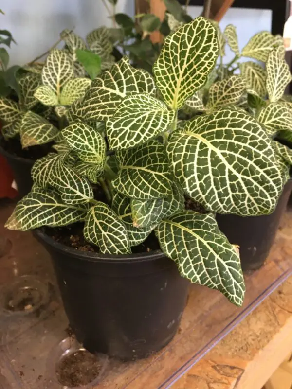 4" White Nerve Plant (Fittonia) - Tropicals & Houseplants