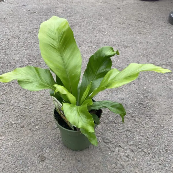 Birds Nest Fern - Image 2