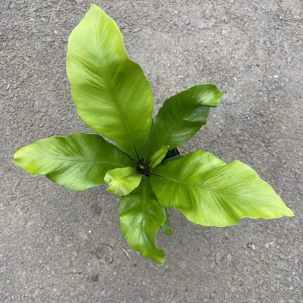 Birds Nest Fern - Image 3