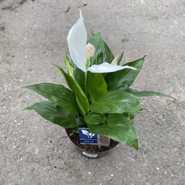 Peace Lily (Spathiphyllum) (Various Sizes) - Tropicals/Houseplants - Image 3