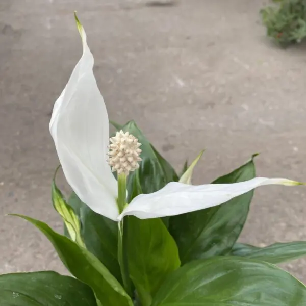 Peace Lily (Spathiphyllum) (Various Sizes) - Tropicals/Houseplants - Image 5