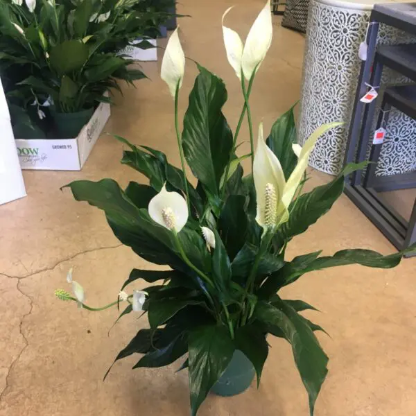 Peace Lily (Spathiphyllum) (Various Sizes) - Tropicals/Houseplants - Image 9