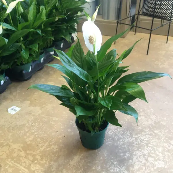 Peace Lily (Spathiphyllum) (Various Sizes) - Tropicals/Houseplants - Image 8