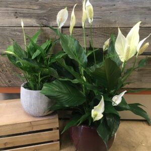 Peace Lily (Spathiphyllum) (Various Sizes) – Tropicals/Houseplants