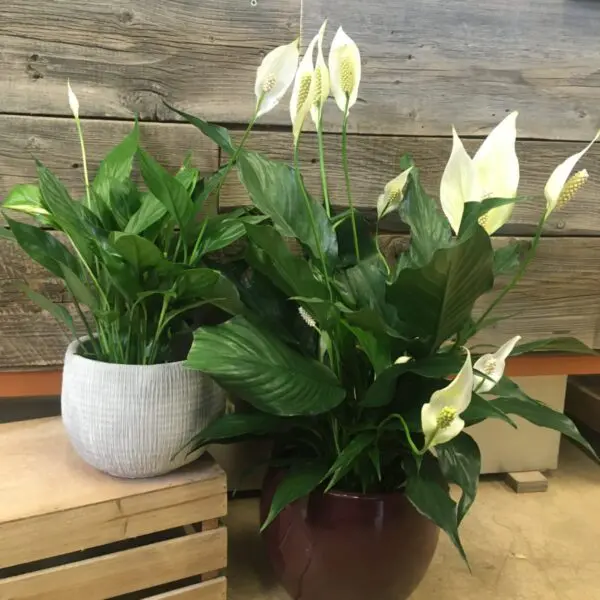 Peace Lily (Spathiphyllum) (Various Sizes) - Tropicals/Houseplants - Image 7