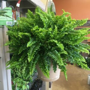 Boston Fern (Nephrolepis Exaltata) (Various Sizes) – Tropicals/Houseplants