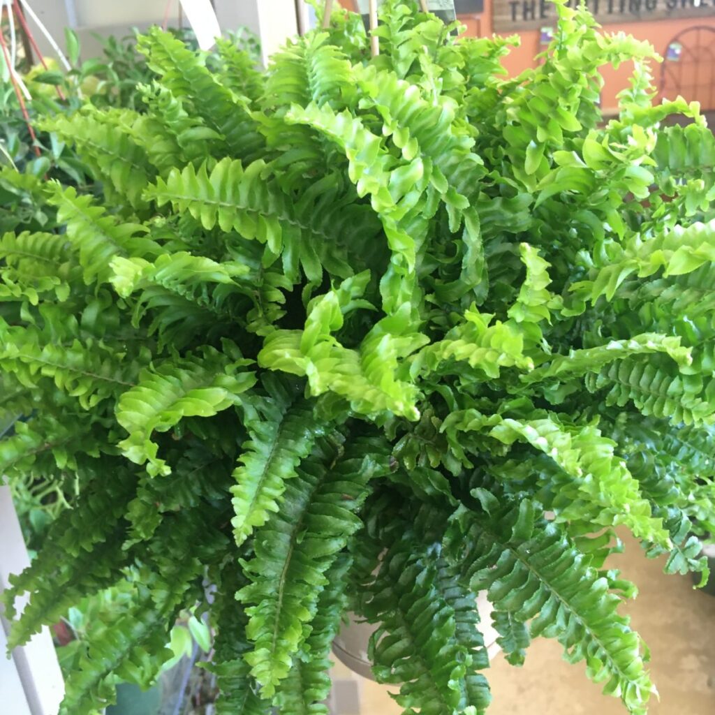 Boston Fern (Nephrolepis Exaltata) (Various Sizes) – Tropicals ...