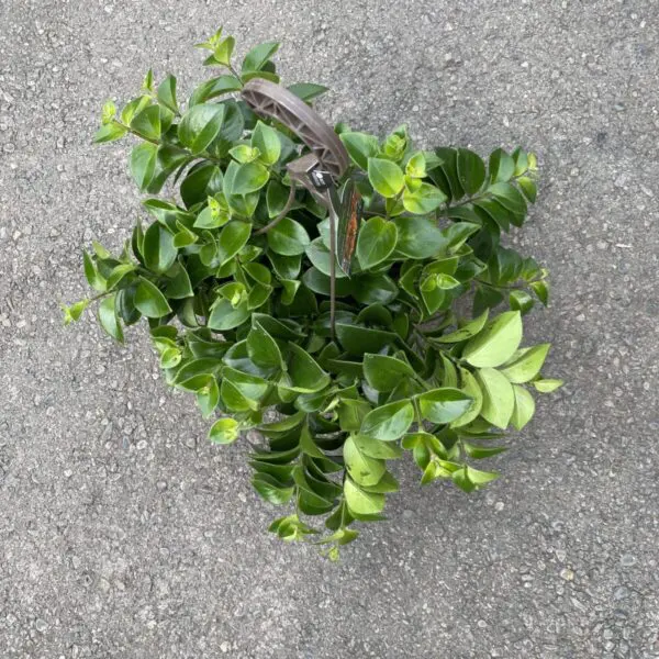Lipstick Plant (Aeschynanthus)  - Tropicals & Houseplants - Image 2