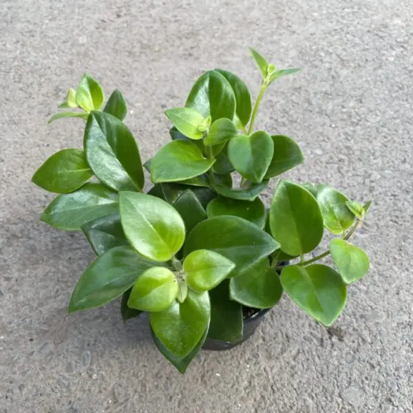 Lipstick Plant (Aeschynanthus)  - Tropicals & Houseplants - Image 3