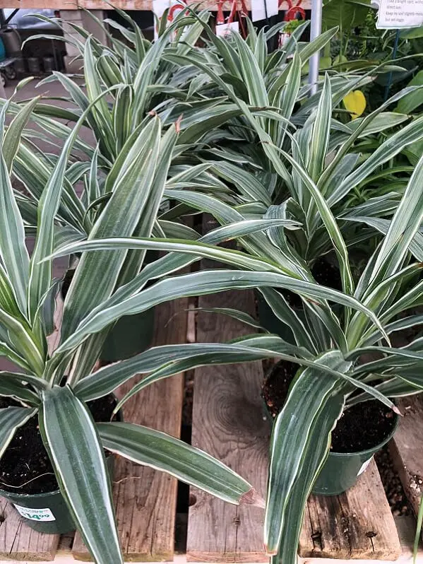 Dracaena Warnickii 5" Pot - Tropicals & Houseplants