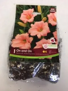 On and On Hemerocallis (Re-Blooming Daylily) (1 pack)