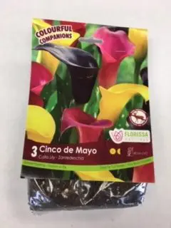 Cinco de Mayo Calla Lily (3 pack)