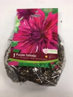 Purple Taiheijo Dahlia (1 pack)
