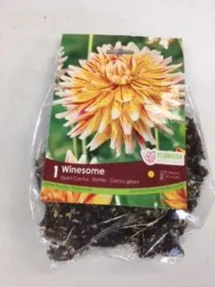 Winesome Giant Cactus Dahlia (1 pack)
