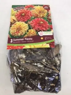 Summer Fiesta Dahlia Bulbs (3 pack)