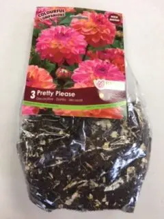 Pretty Please Dahlia Bulbs (3 pack)