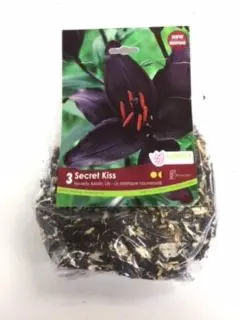 Secret Kiss Novelty Asiatic Lily 3pk