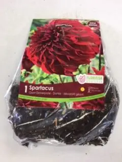Spartacus Giant Dinnerplate Dahlia (1 pack)
