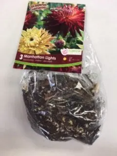 Manhattan Lights Dahlia (3 pack)