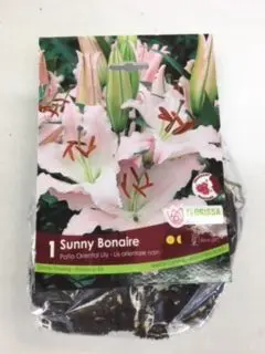 Sunny Bonaire Oriental Lily (1 pack)