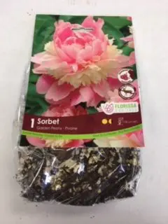 Sorbet Peony (1 pack)
