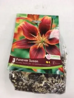 Forever Susan Novelty Asiatic Lily (3 pack)