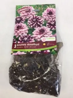 Smokey Amethyst Dahlia bulbs (3 pack)