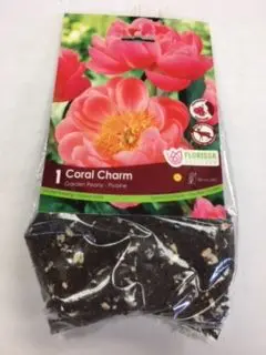 Coral Charm Peony (1 pack)