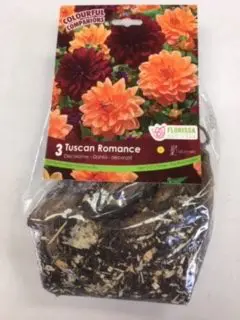 Tuscan Romance Dahlia Bulbs (3 pack)