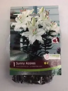 Sunny Azores Oriental Lily (1 pack)