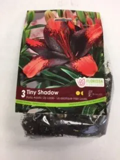 Tiny Shadow Patio Lily looks (3 pack)