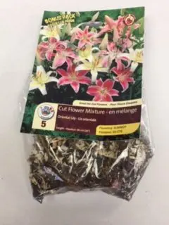 Oriental Lily (5 pack)