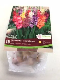Glamini Mix Dwarf Gladiolus (15 pack)