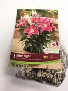 After Eight Oriental Lily (1 pack)