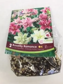 Roselily Romance Oriental Lily (2 pack)