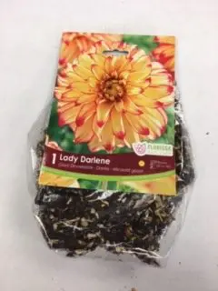 Lady Darlene (1 pack)