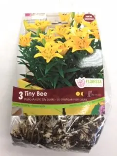 Tiny Bee Asiatic Lily (3 pack)