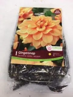 Gingersnap Decorative Dahlia (1 pack)