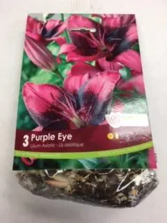 Purple Eye Lilium Asiatic (3 pack)