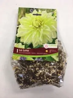 La Luna Giant Dinnerplate Dahlia 1pk.