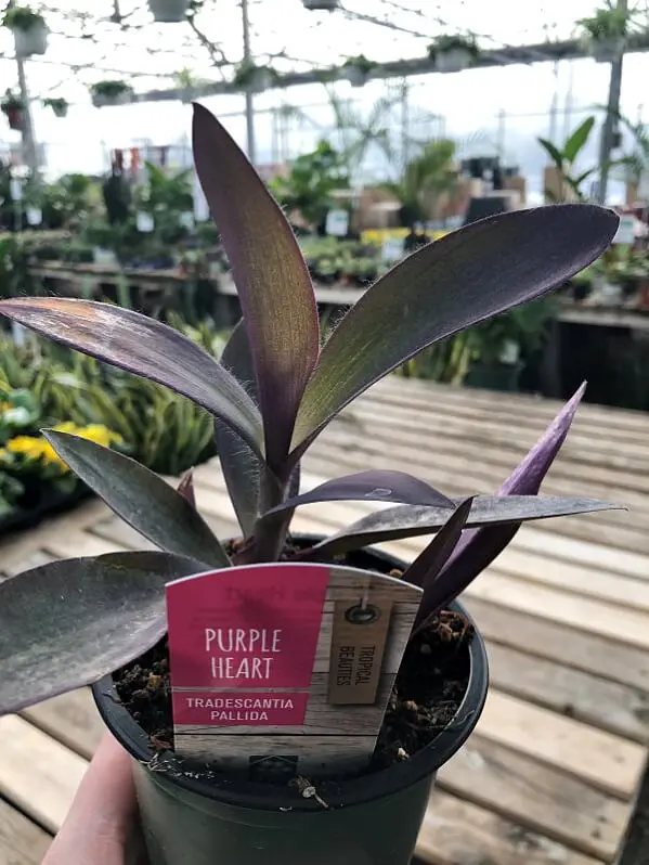 Tradescantia pallida (Purple heart) - Image 2