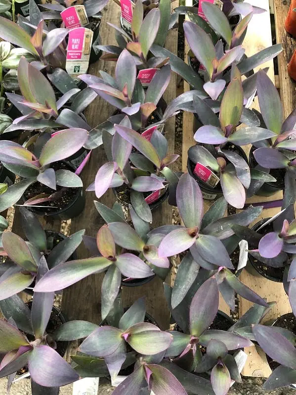 Tradescantia pallida (Purple heart)