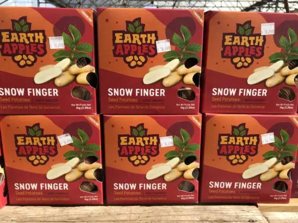 Snow Finger Earth Apples Seed Potatoes