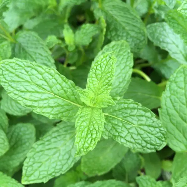2.5" Mojito Mint Plants