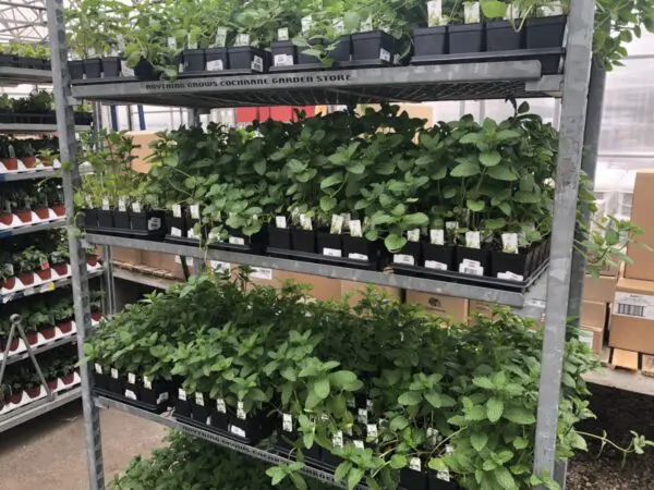 2.5" Mojito Mint Plants - Image 2