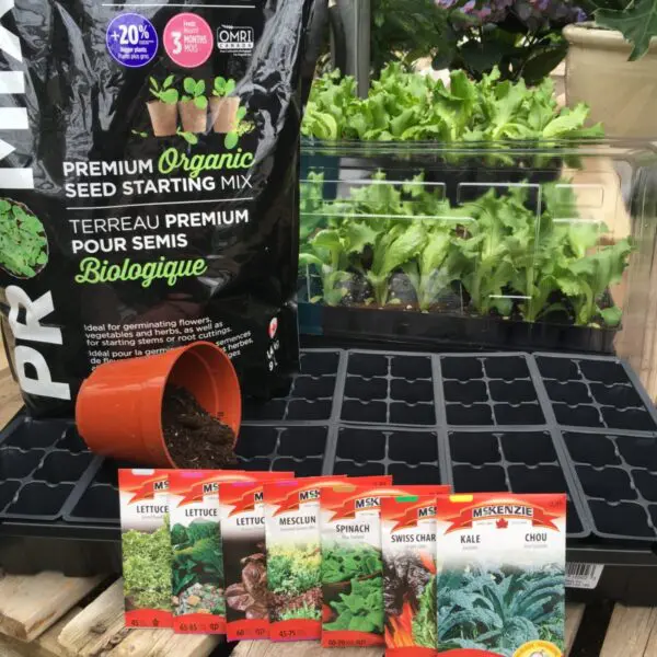 Homegrown Salad - Seed Kit