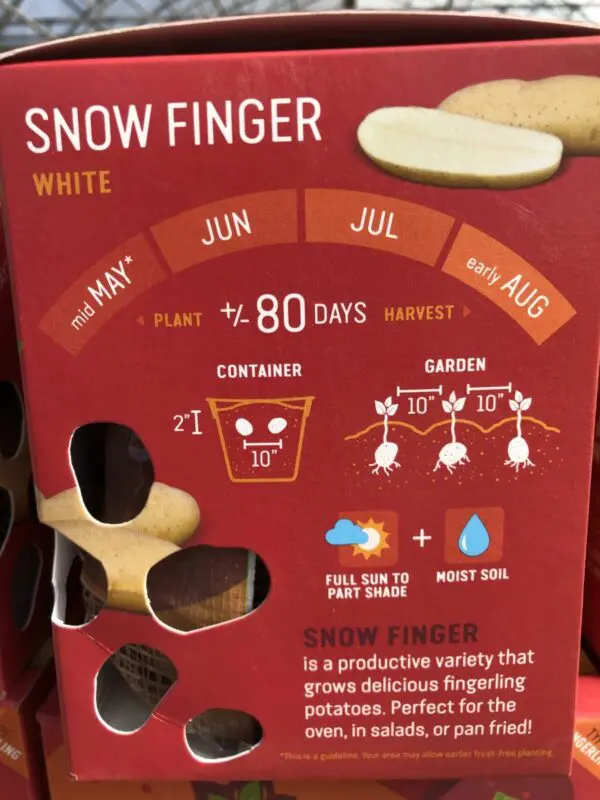 Snow Finger Earth Apples Seed Potatoes - Image 3