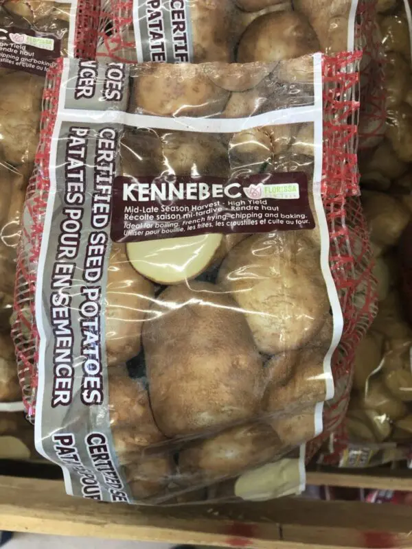 Kennebec Seed Potato